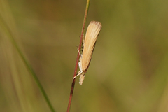 Pediasia luteella