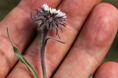 Erigeron eriocephalus