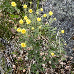 Potentilla subvahliana