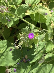 Geranium pyrenaicum