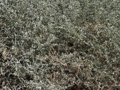 Atriplex lentiformis