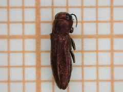 Agrilus hyperici
