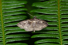 Bertula abjudicalis