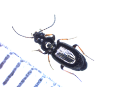 Bembidion properans