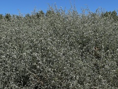 Atriplex lentiformis