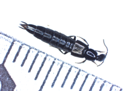 Philonthus carbonarius