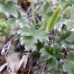 Potentilla subvahliana