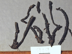 Xylaria fissilis