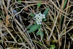 Eutrema edwardsii