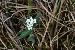 Eutrema edwardsii