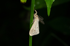 Laelia anamesa