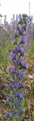 Echium vulgare