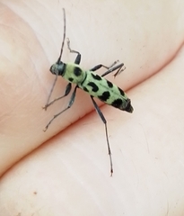 Chlorophorus herbstii