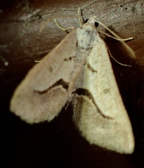 Digrammia subminiata