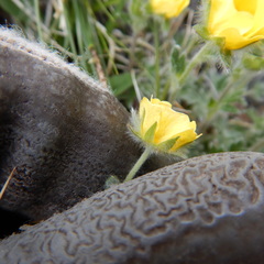Potentilla subvahliana