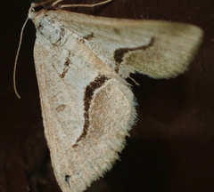Digrammia subminiata