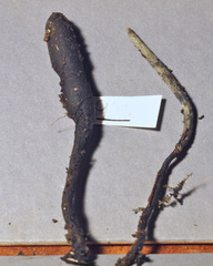Xylaria schweinitzii
