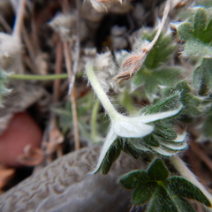 Potentilla subvahliana