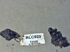 Kretzschmaria lucidula