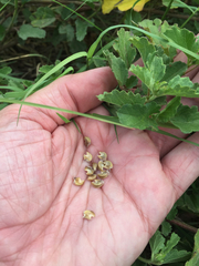 Malvastrum aurantiacum