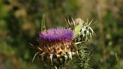 Gonepteryx cleopatra