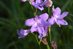 Calopogon tuberosus tuberosus