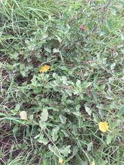 Malvastrum aurantiacum