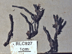 Xylaria fissilis