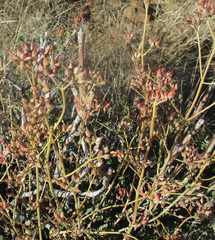 Kalanchoe rotundifolia