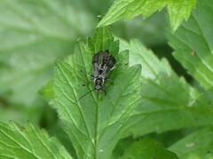 Cantharis paradoxa