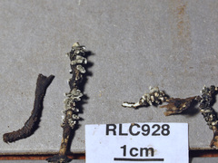 Xylaria enterogena