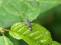 Cantharis paradoxa