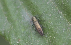 Agrilus cuprescens
