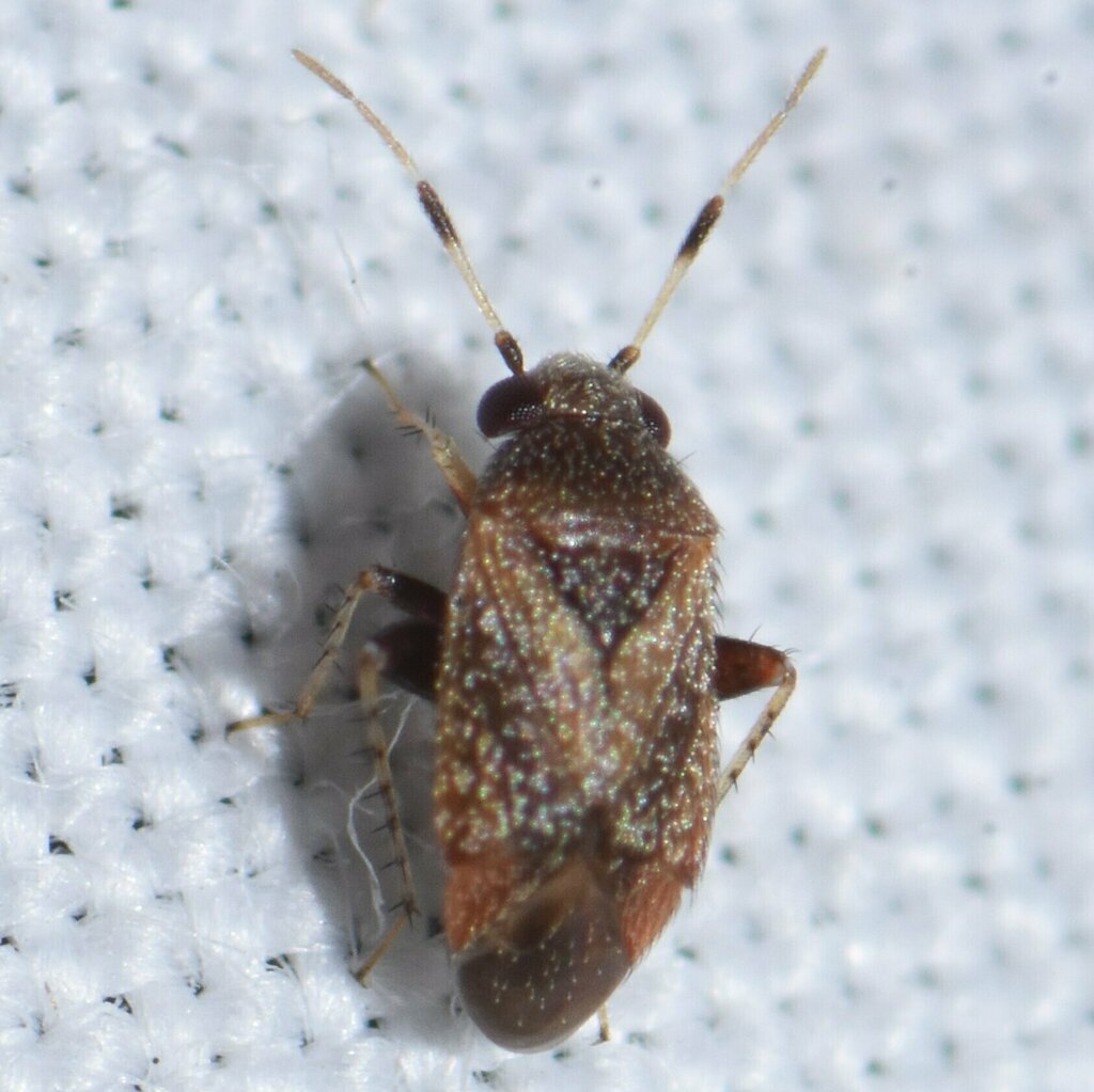 Rhinacloa clavicornis