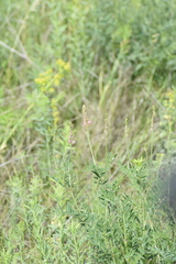 Astragalus onobrychis