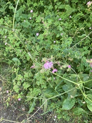 Silene dioica