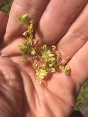 Stellaria parva