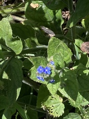 Pentaglottis sempervirens