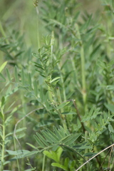 Astragalus onobrychis