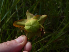 Sarracenia rubra