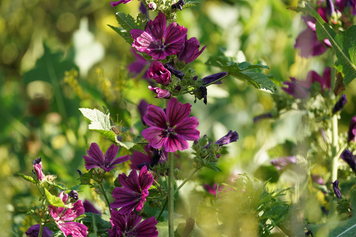 Malva sylvestris