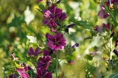 Common Mallow (Malva sylvestris)
