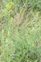 Astragalus onobrychis