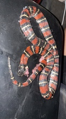 Lampropeltis ruthveni