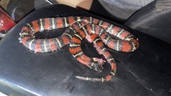 Lampropeltis ruthveni