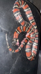 Lampropeltis ruthveni