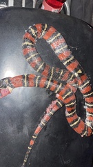 Lampropeltis ruthveni