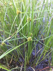 Cyperus blepharoleptos