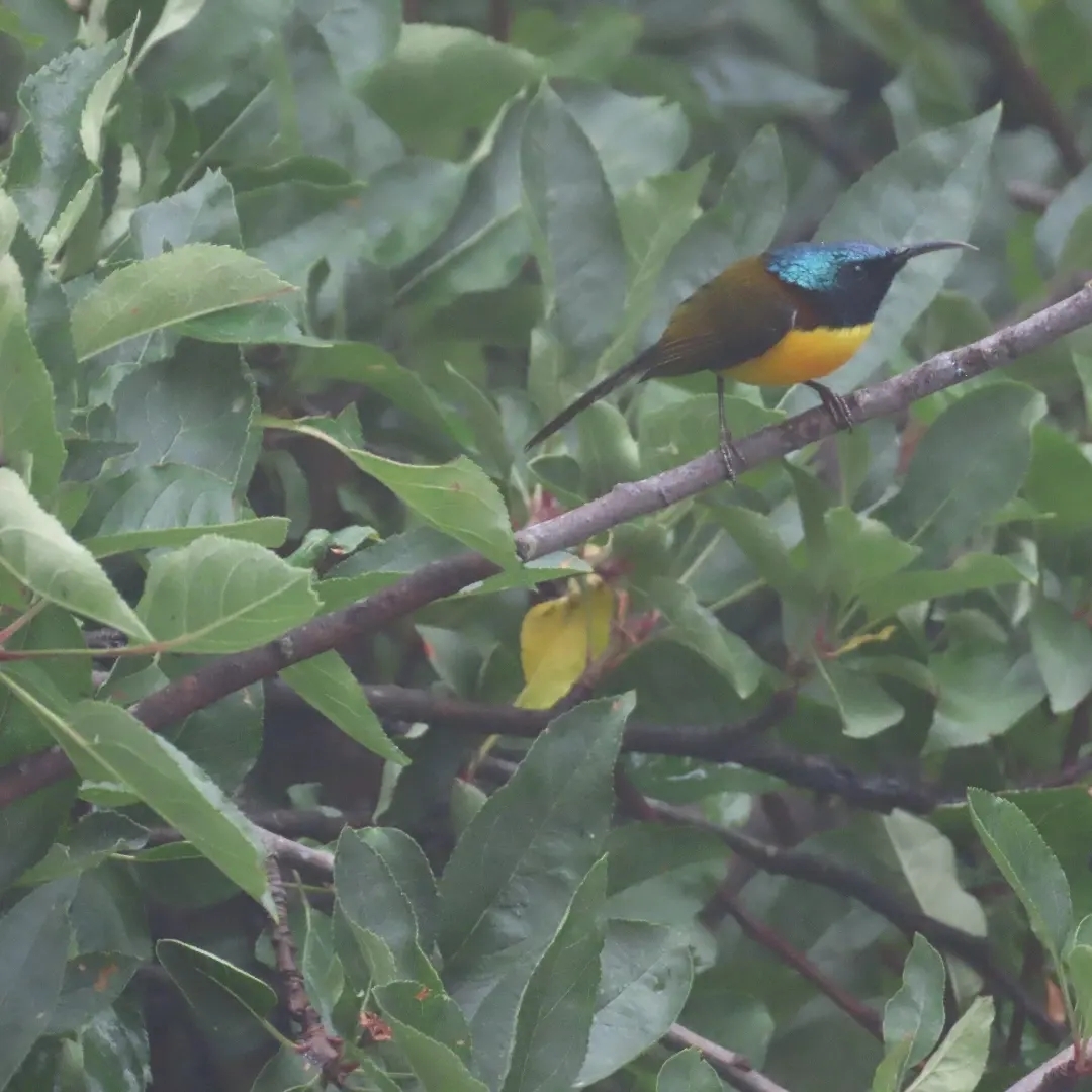 Green-tailed Sunbird (Aethopyga nipalensis)
