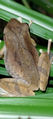 Polypedates braueri